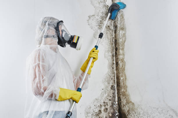 Best Localized Mold Remediation (e.g., coastal areas, humid climates) in Brenham, TX