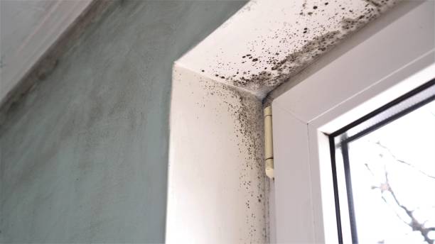 Best Localized Mold Remediation (e.g., coastal areas, humid climates) in Brenham, TX