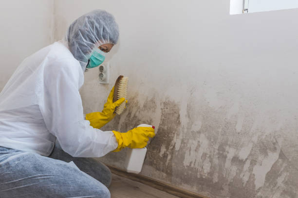 Best Bathroom Mold Remediation in Brenham, TX