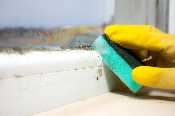 Best Basement Mold Remediation in Brenham, TX