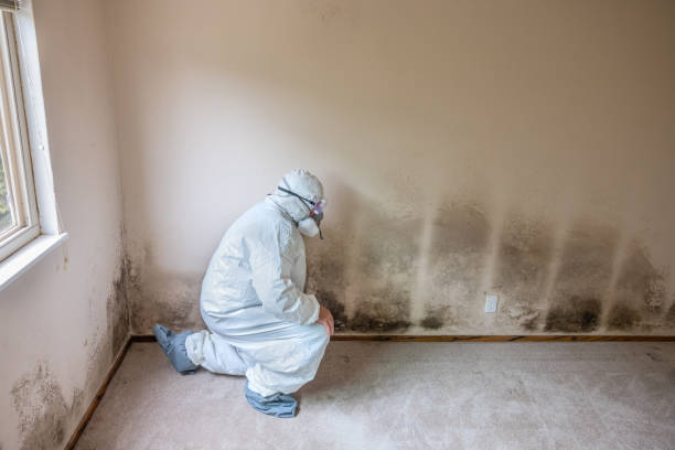 Best Kitchen Mold Remediation in Brenham, TX