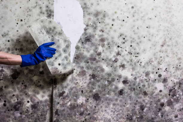 Best Industrial Mold Remediation in Brenham, TX