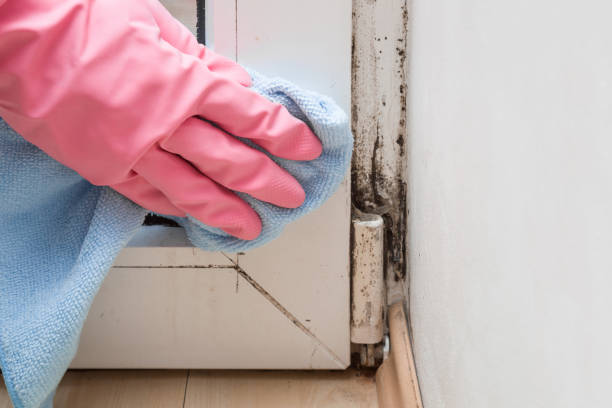 Best Mold Remediation for Schools in Brenham, TX